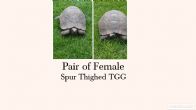 Spur Thighed : Both Female TGG  approx 50+ years old (Pair or Spur Thighed)